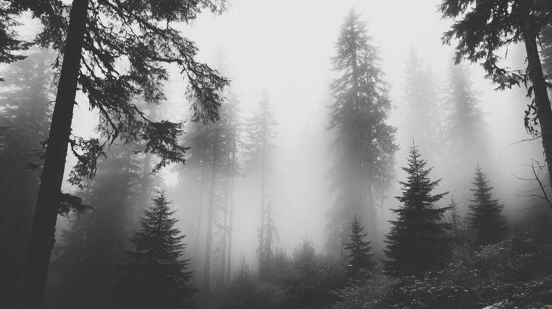 D’où vient le bois Jacamar ? Plongée dans nos filières bois en Europe